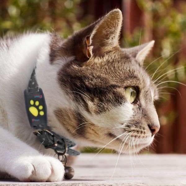 MEELANO GPS-tracker til Hunde og Katte – Let Kæledyrstracker til Alle Halsbånd, Lokalisering via App, Lang Batteritid
