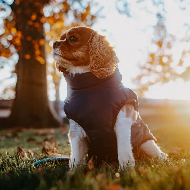 MEELANO 3 I 1 Hundejakke Til Hund Vinterjakke Vandtæt Og Vindafvisende
