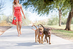 MEELANO WalkMate | Dobbelt Hundesnor – Fri for Sammenfiltring